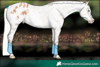 Horse Color:White Spotted Silver Sable Champagne Appaloosa