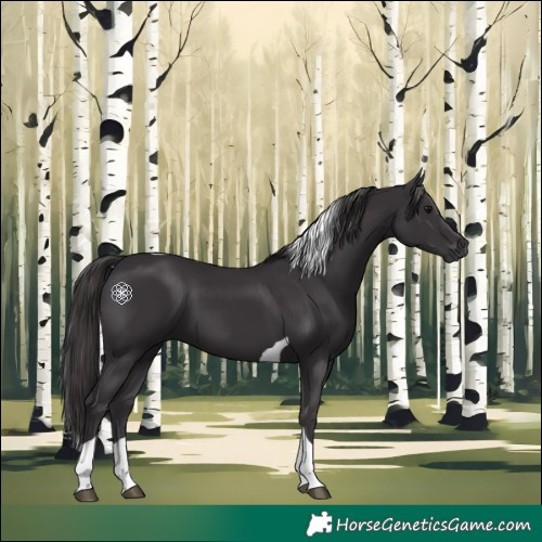 Horse Color:Smoky Black Tobiano 