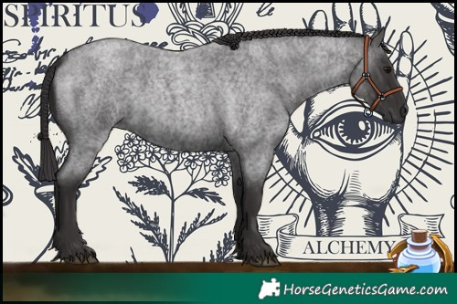 Horse Color:Smoky Blue Roan 