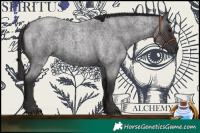 Horse Color:Smoky Blue Roan 