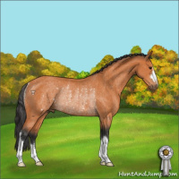 Horse Color:Bay Rabicano 