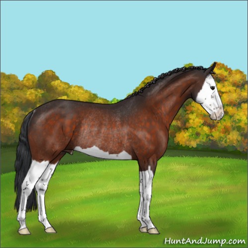 Horse Color:Brown Splash Rabicano 
