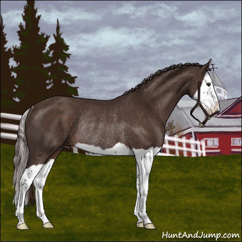 Horse Color:Liver Chestnut Splash Rabicano 