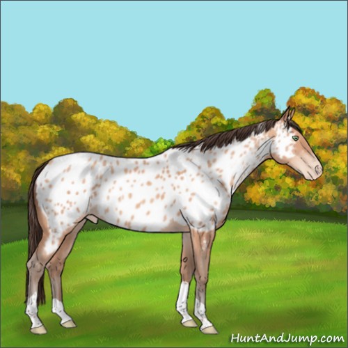 Horse Color:Sable Champagne Tobiano Appaloosa 