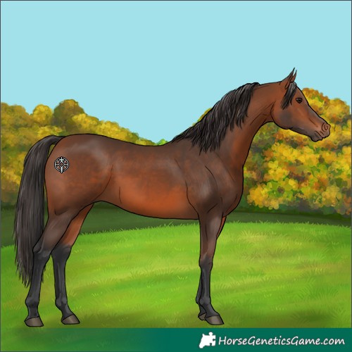 Horse Color:Bay 