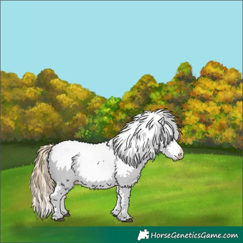 Horse Color:Smoky Black Appaloosa 