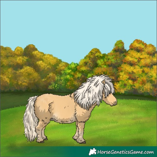 Horse Color:Palomino