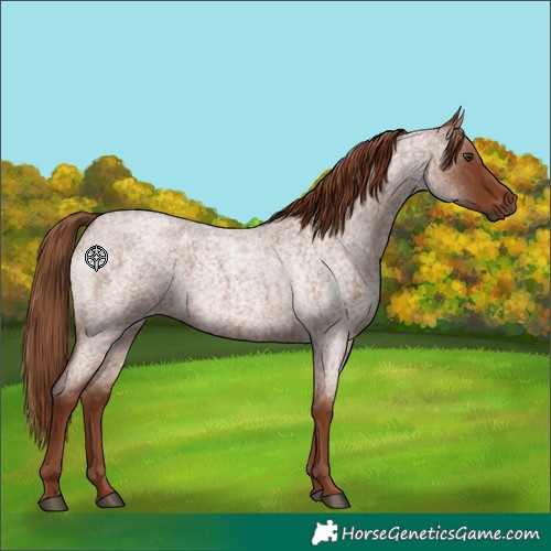 Horse Color:Red Roan 