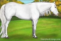 Horse Color:Silver Bay Pearl Blanket