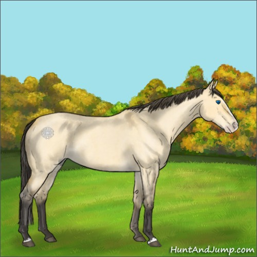 Horse Color:Buckskin Roan Dun Splash 