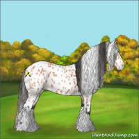 Horse Color:Bay Leopard 