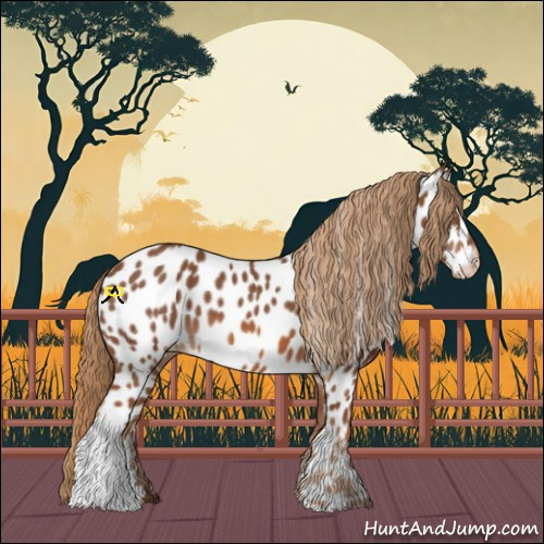 Horse Color:Chestnut Appaloosa 