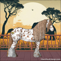Horse Color:Chestnut Appaloosa