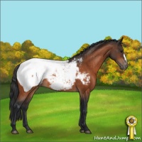 Horse Color:Bay Appaloosa 
