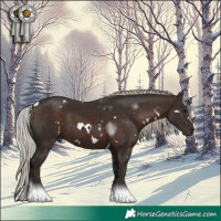 Horse Color:White Spotted Silver Brown Tobiano 
