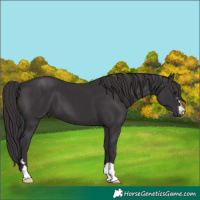 Horse Color:Smoky Black 