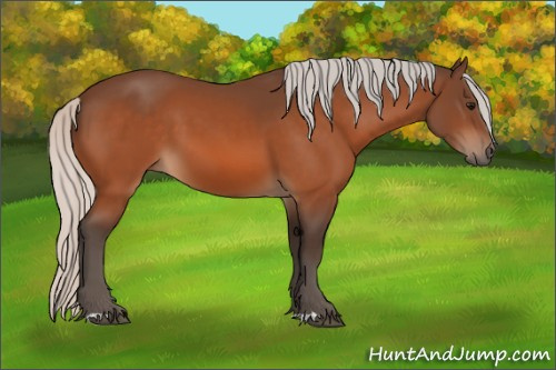 Horse Color:Silver Bay 