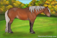 Horse Color:Silver Bay 