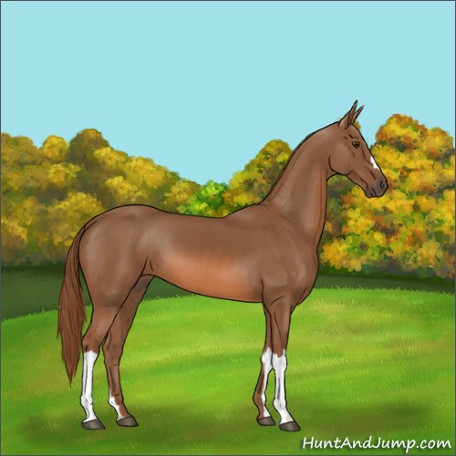 Horse Color:Chestnut 
