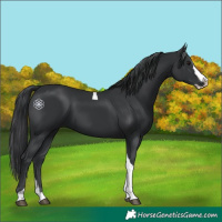 Horse Color:Black Splash Tobiano 