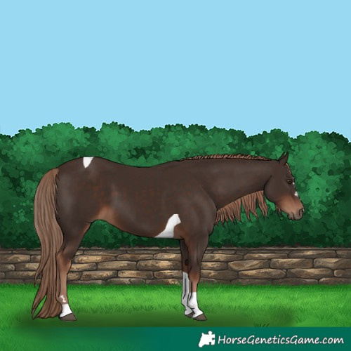 Horse Color:Liver Chestnut Tobiano