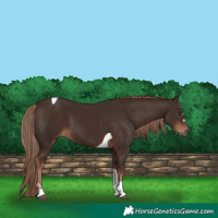 Horse Color:Liver Chestnut Tobiano 