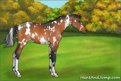 Horse Color:White Spotted Brown 