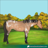Horse Color:White Spotted Bay Dun Rabicano 