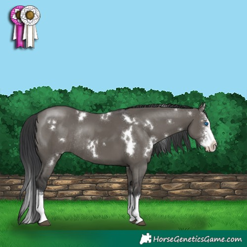 Horse Color:White Spotted Grullo Sabino Splash Rabicano