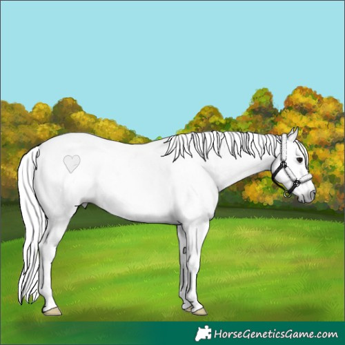 Horse Color:Gray White Spotted Grullo Sabino Splash Rabicano