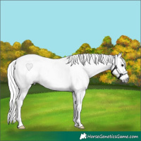 Horse Color:Gray White Spotted Grullo Sabino Splash Rabicano 