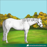 Horse Color:Gray White Spotted Grullo Sabino Splash Rabicano 