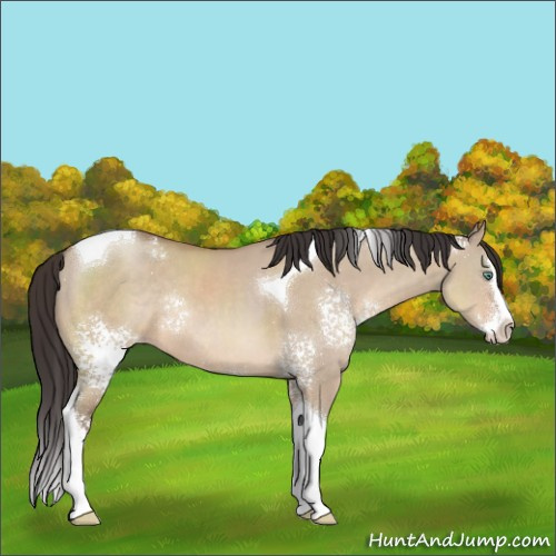 Horse Color:White Spotted Sable Champagne Dun Splash Tobiano Rabicano 