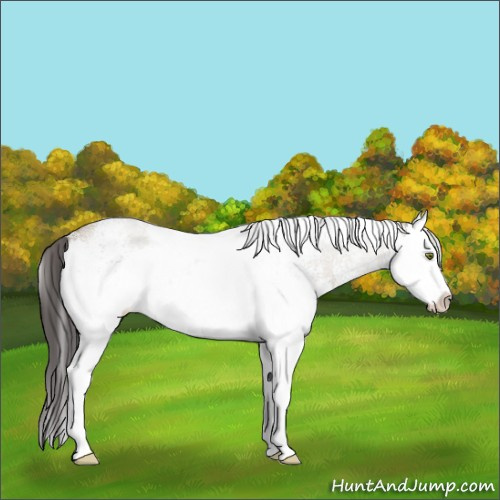 Horse Color:White Spotted Classic Champagne Splash Rabicano