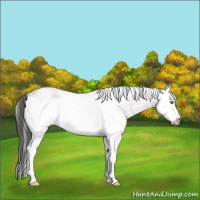 Horse Color:White Spotted Classic Champagne Splash Rabicano 