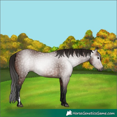 Horse Color:Gray Bay 