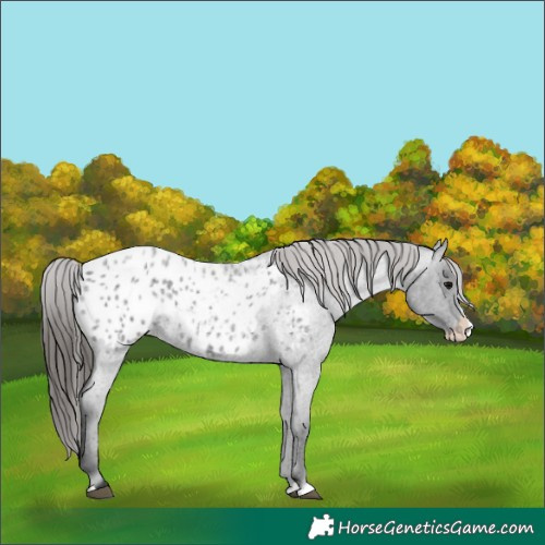 Horse Color:Blue Roan Splash Appaloosa 
