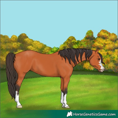 Horse Color:Bay 