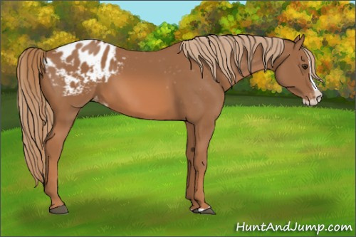 Horse Color:Chestnut Splash Appaloosa 