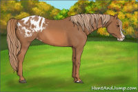 Horse Color:Chestnut Splash Appaloosa 