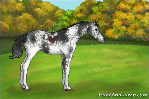 Horse Color:Gray White Spotted Black Rabicano 