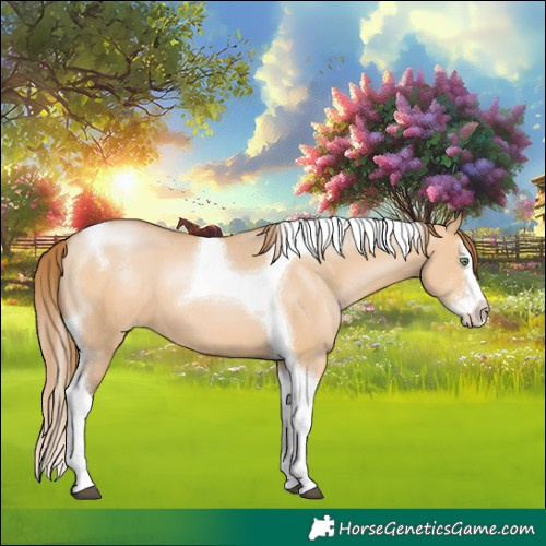 Horse Color:Bay Pearl Dun Sabino Splash Tobiano 