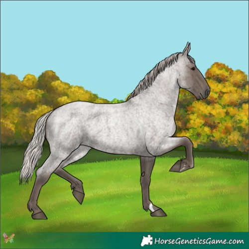 Horse Color:Silver Blue Roan