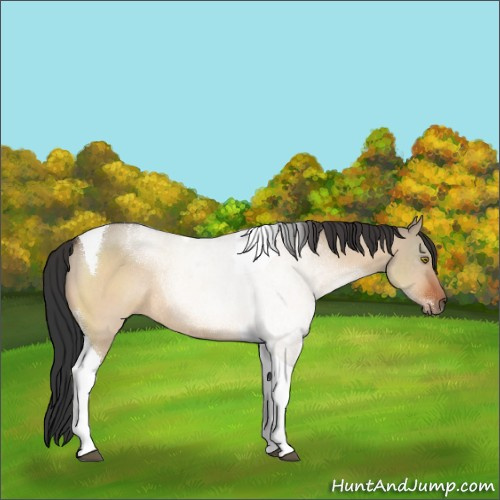 Horse Color:Brown Dun Sabino Tobiano Rabicano 