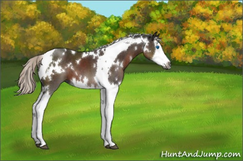 Horse Color:Gray White Spotted Silver Black Splash Tobiano 
