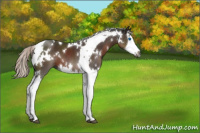 Horse Color:Gray White Spotted Silver Black Splash Tobiano 