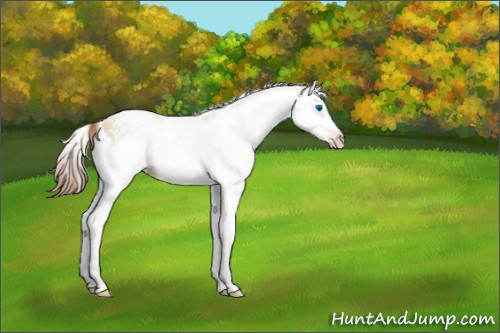 Horse Color:Gray White Spotted Sable Champagne Pearl Splash Rabicano