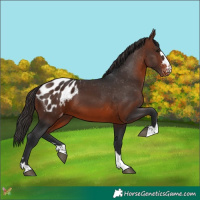 Horse Color:Brown Appaloosa