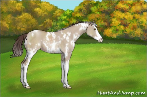 Horse Color:White Spotted Classic Champagne Dun Sabino Splash Rabicano 