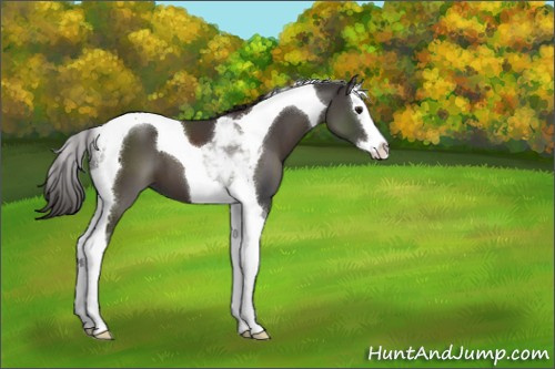 Horse Color:Smoky Black Splash Tobiano 